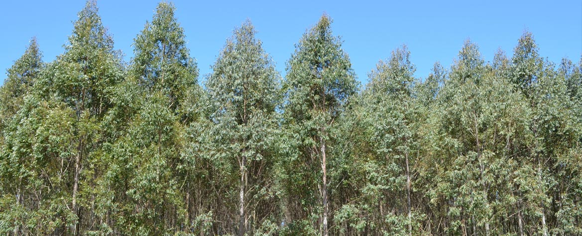 Hawkesbury Institute for the Environment (HIE)