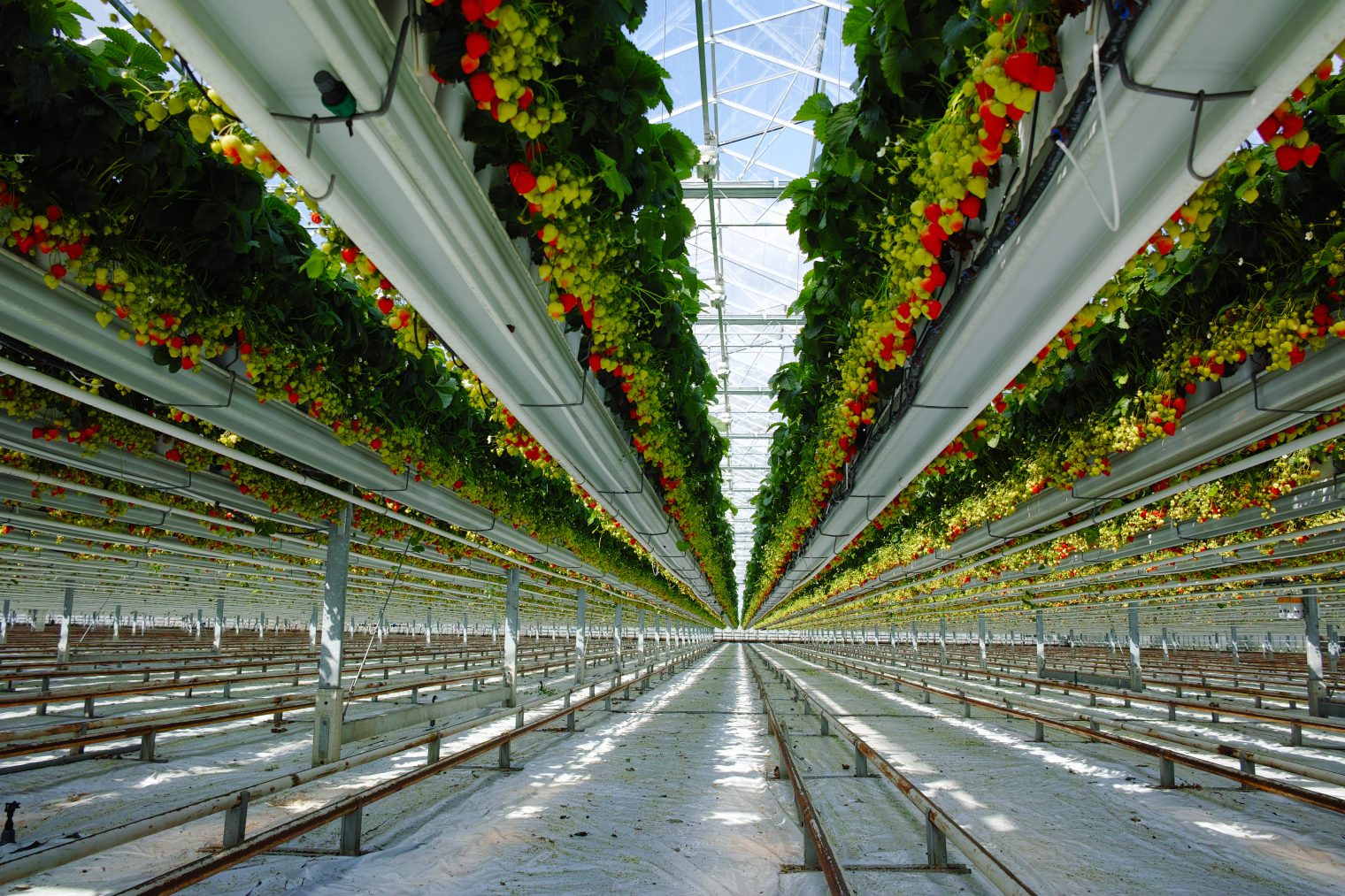 Future crops Future Food Systems