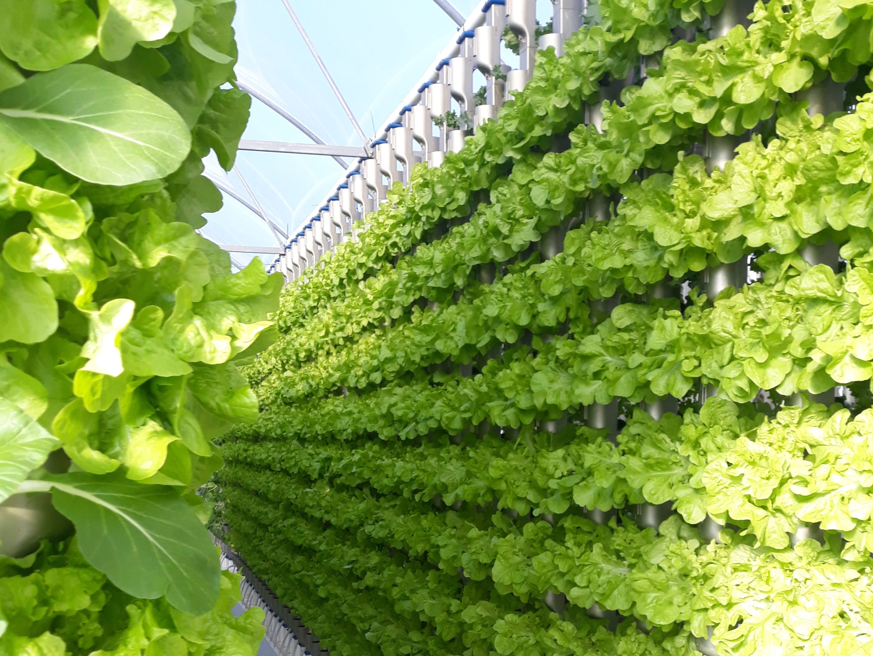 Australia’s peak industry body for fruit and vegetable growers has teamed with Sydney-based researchers and agricultural experts to explore the potential social, environmental and economic benefits of intensive indoor urban cropping systems.
