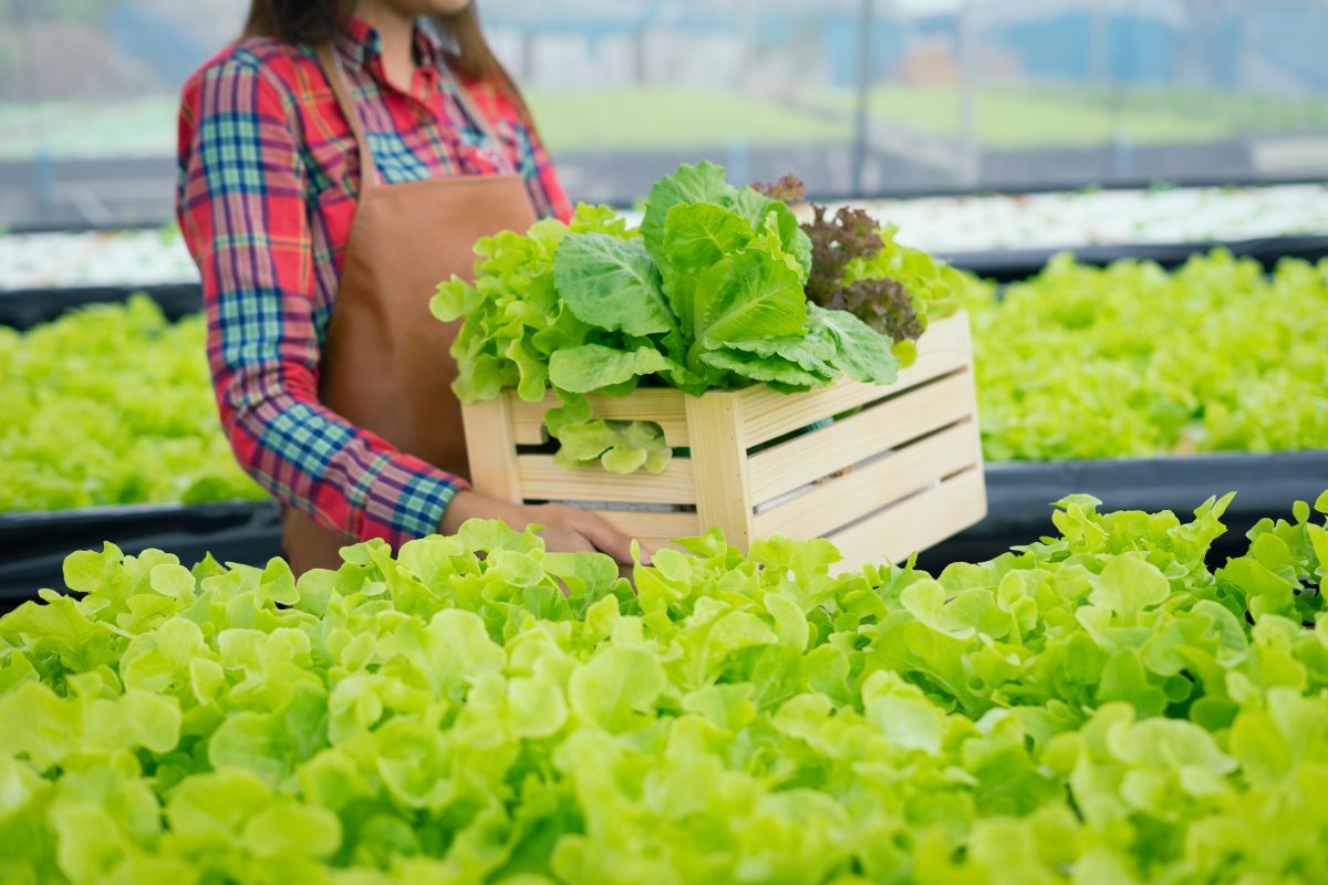 This RDA-run event supported by the CRC will explore options and strategies for shaping the Canberra region into a sustainable, resilient, successsful agrifood precinct. CRC CEO David Eyre, FIAL's Dr Barry McGookin and WSU’s Prof. Priti Krishna are among the speakers.