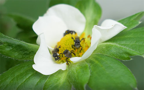 https://www.futurefoodsystems.com.au/wp-content/uploads/2020/01/strawberry-native-bees.jpg