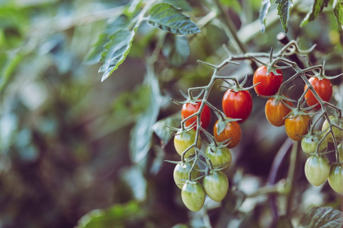 The first in a series of CRC-commissioned reports on this fast-growing horticultural sector investigates target crops and technologies for commercial protected cropping in Australian conditions.