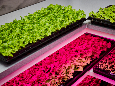 https://www.futurefoodsystems.com.au/wp-content/uploads/2020/04/SproutStack-growing-tray_Credit-Sprout-Stack.jpg