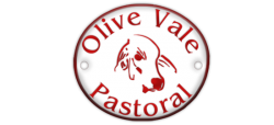 Olive Vale Pastoral