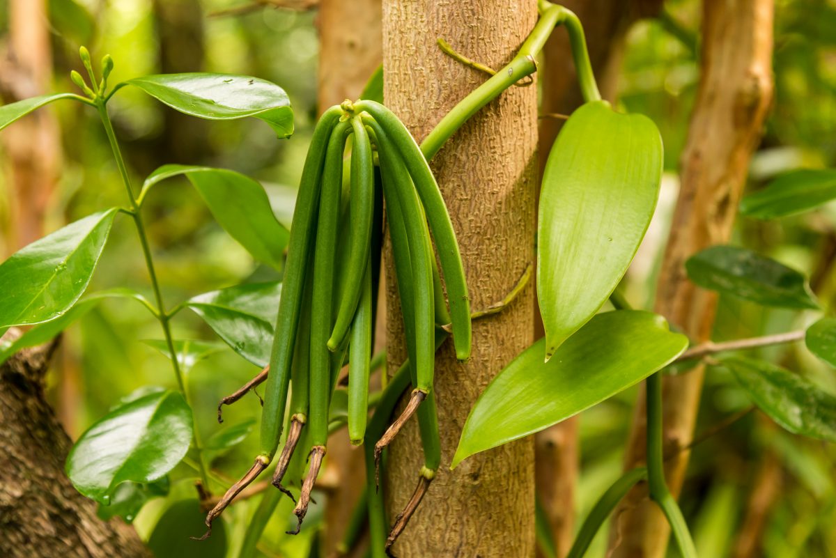 https://www.futurefoodsystems.com.au/wp-content/uploads/2020/05/shutterstock_171681680-1200x801.jpg