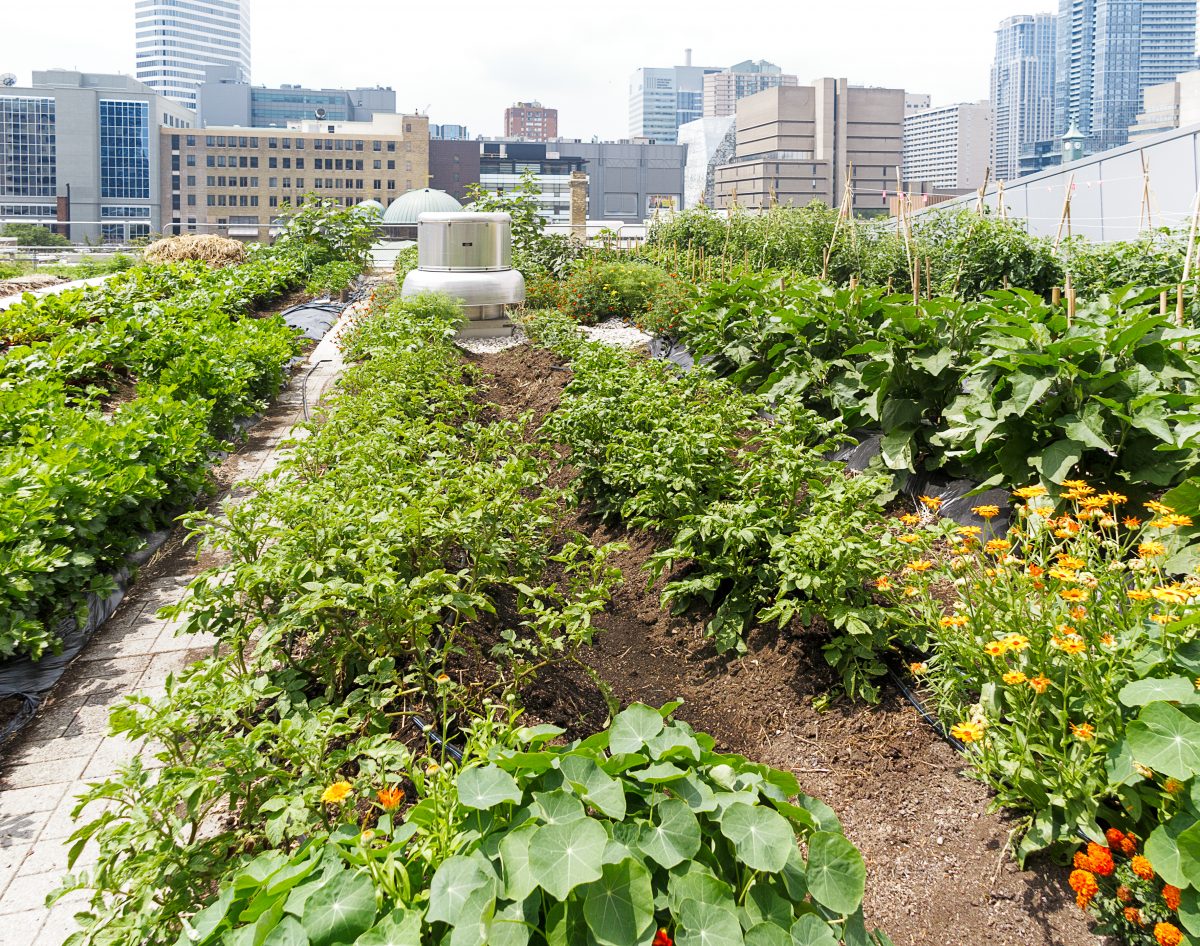 https://www.futurefoodsystems.com.au/wp-content/uploads/2020/05/shutterstock_453003445-1200x946.jpg