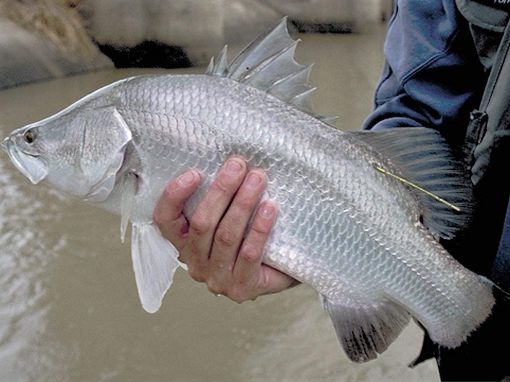 https://www.futurefoodsystems.com.au/wp-content/uploads/2020/06/Adult-barramundi_Credit-Tim-Marsden-Mackay-Region-Natural-Environment_CROP.jpg