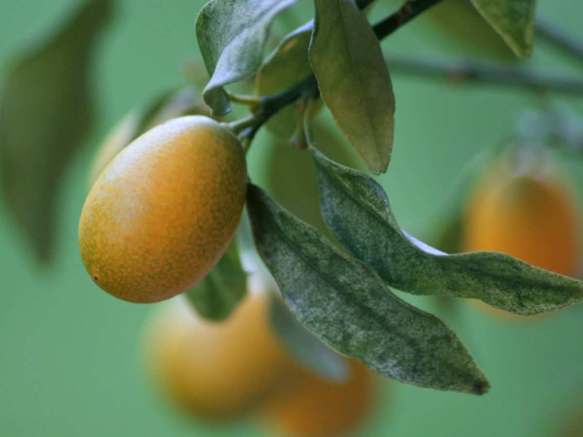 https://www.futurefoodsystems.com.au/wp-content/uploads/2020/06/Nagami-cumquats-on-the-tree_Credit-Tina-Xinia-on-Unsplash_CROP-1200x900.jpg