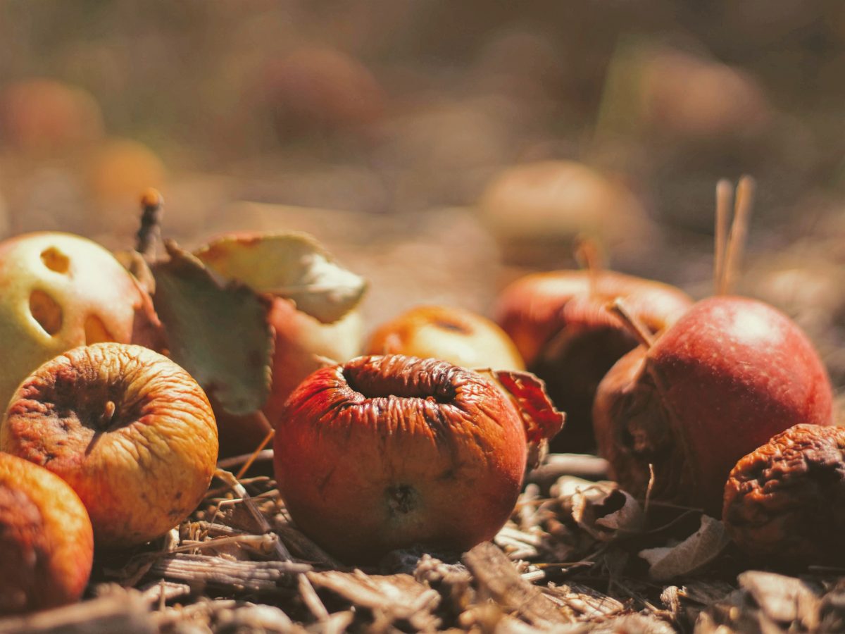 https://www.futurefoodsystems.com.au/wp-content/uploads/2020/06/Rotting-apples-food-loss-within-the-Australian-supply-chain-can-be-attributed-largely-to-deficiencies-in-the-cold-chain-finds-a-new-study.-Credit-Joshua-Hoehne-on-Unsplash_CROP-1200x900.jpg