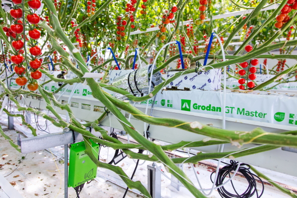 https://www.futurefoodsystems.com.au/wp-content/uploads/2020/06/grodan_Credit-WUR-Greenhouse-Horticulture.jpg