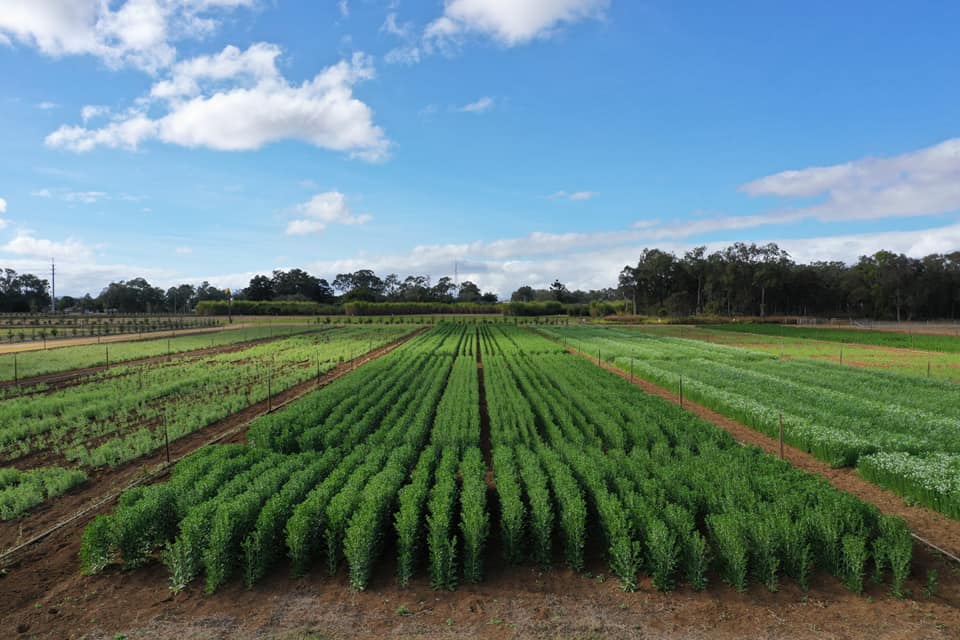 Spring Field Day: Rotational cash and cover-crop options for diverse, sustainable Northern Queensland farming systems