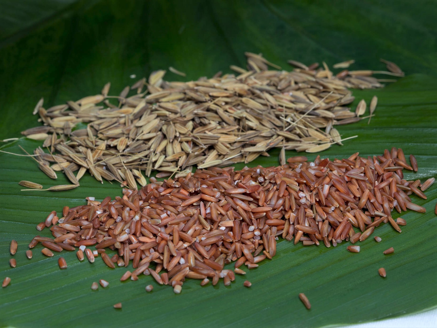 Commercialisation of native rice for Indigenous enterprise development: Agronomy and value-adding.