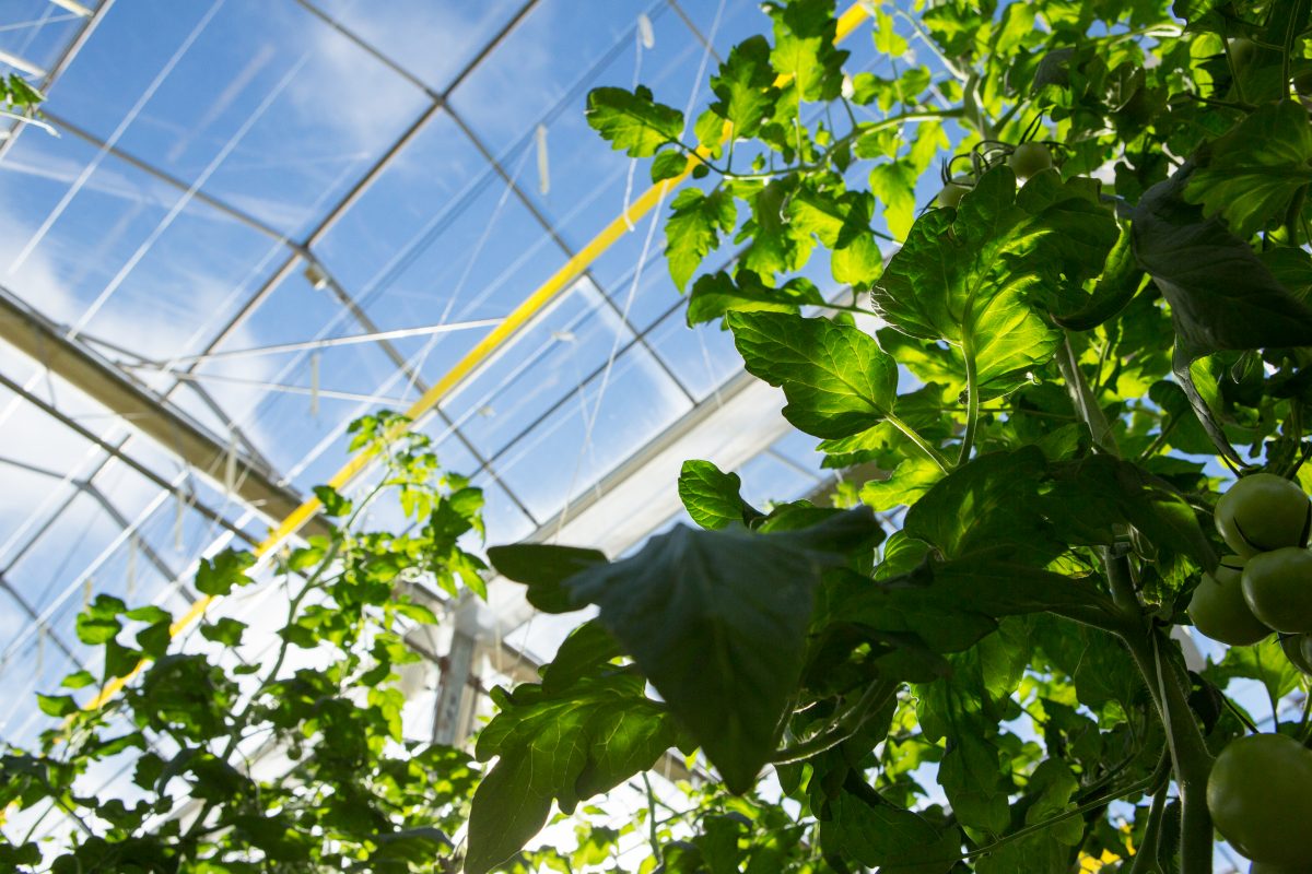 Discuss the protected-cropping sector’s hot-button topics with world-leading experts in the field at this year’s summit, highlighting the need to connect technology and business to create healthy, resilient food systems.