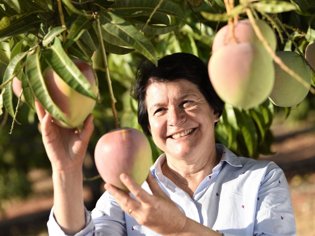 https://www.futurefoodsystems.com.au/wp-content/uploads/2020/07/Manbulloo-mangoes_Credit-Manbulloo_CROP-1200x900.jpg