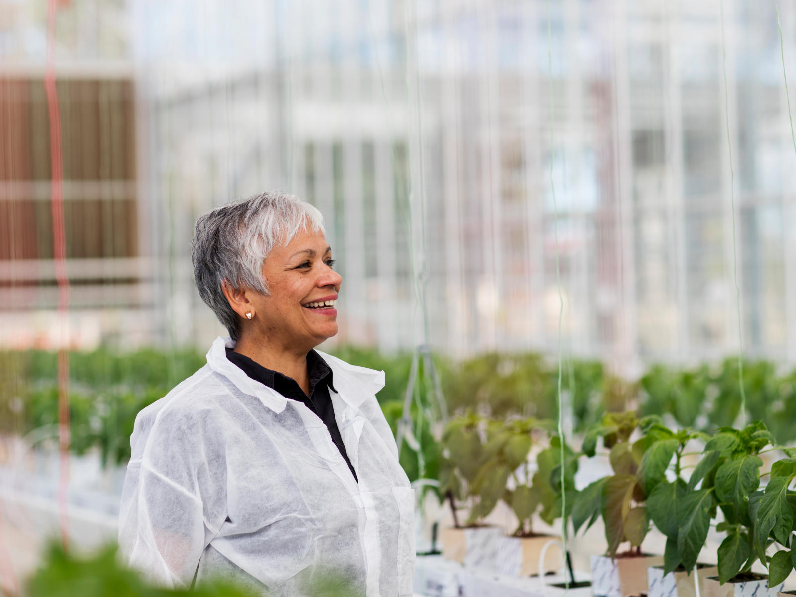 To gain the edge in global markets, Australia needs to produce blueberries with superior quality and health benefits. This project will ascertain the production conditions needed to maximise key ‘nutraceutical’ traits in polytunnel-grown berries.