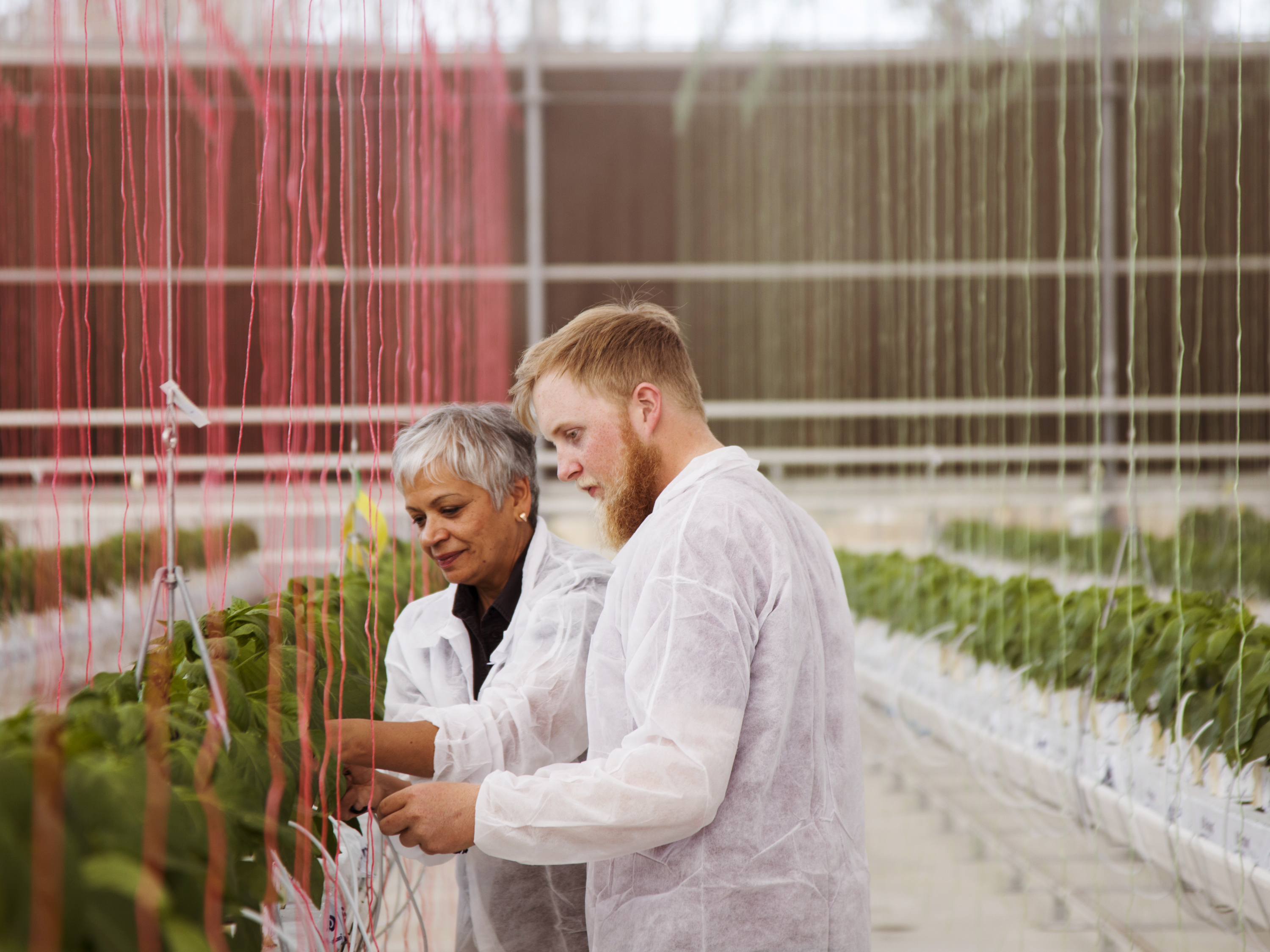 For Priti Krishna, Foundation Chair of Sustainable Agriculture at Western Sydney University and lead researcher on the CRC’s Blueberry nutritional optimisation project, it’s not just about growing better crops; it’s about growing crops better.