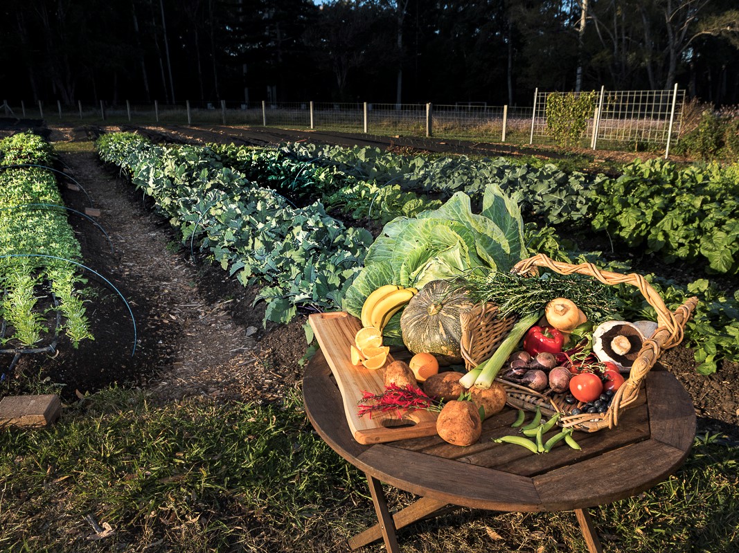 Understanding the food innovation ecosystem in Coffs Harbour