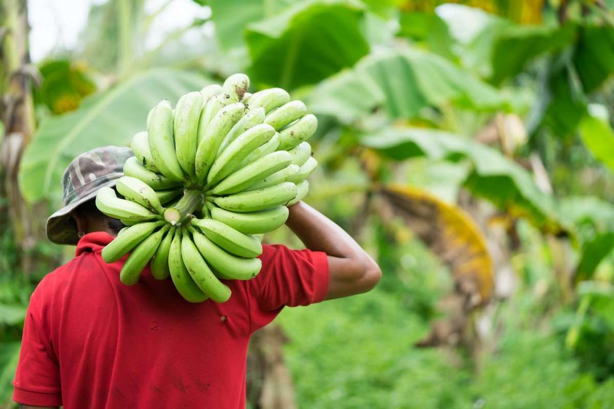 https://www.futurefoodsystems.com.au/wp-content/uploads/2020/07/shutterstock_640504702-1200x800.jpg