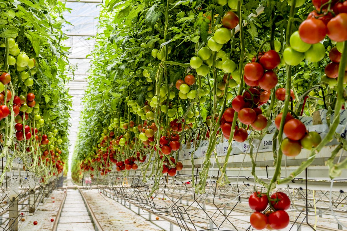 https://www.futurefoodsystems.com.au/wp-content/uploads/2020/08/Costa-Tomatoes-12-1200x799.jpg