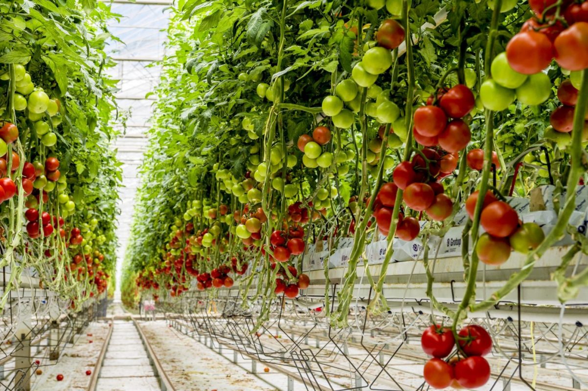 The ‘Tomato rhizobiome project’, designed to find ways to foster robust microbial colonies in the root zones of hydroponic greenhouse tomato plants, is proceeding well, with initial findings 'very promising', says industry partner Costa Group.