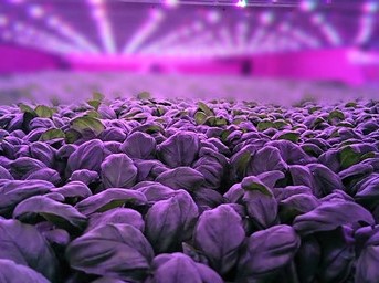 https://www.futurefoodsystems.com.au/wp-content/uploads/2020/08/Intelligent-Growth-Systems-UK_Credit-Horti-Daily_CROP.jpg