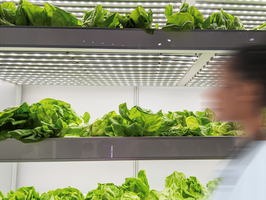 https://www.futurefoodsystems.com.au/wp-content/uploads/2020/08/InvertiGro-domestic-scale-vertical-farm_Credit-Invertigo_CROP.png