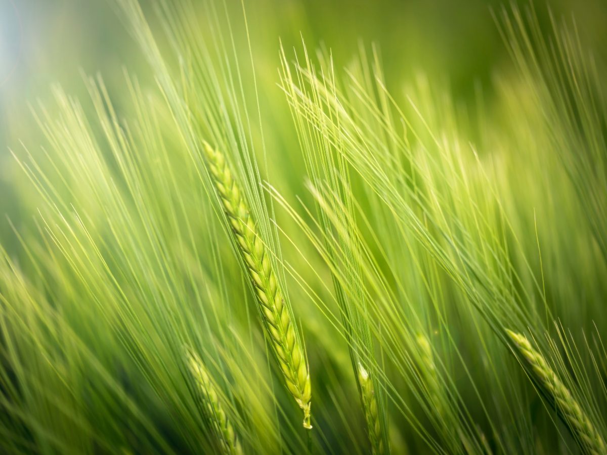 https://www.futurefoodsystems.com.au/wp-content/uploads/2020/08/Wheat-one-of-the-worlds-most-important-staple-grains-new-research-shows-it-could-be-productively-grown-in-vertical-farms_Credit-Luca-Huter-on-Unsplash_CROP-1200x900.jpg