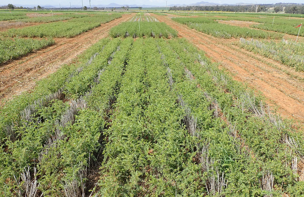 https://www.futurefoodsystems.com.au/wp-content/uploads/2020/09/chickpea-trial-nswdpi.jpg