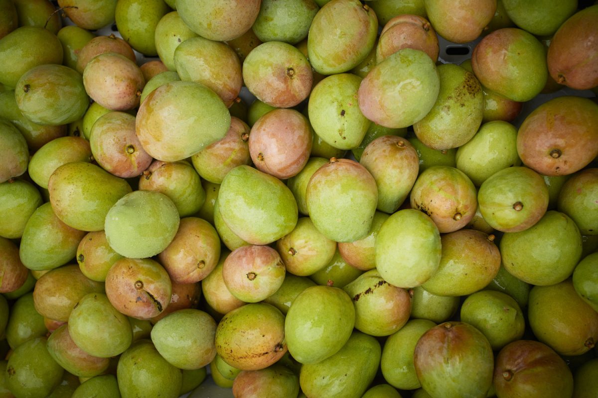 https://www.futurefoodsystems.com.au/wp-content/uploads/2020/10/Manbulloo-mangoes-harvested_Credit-Manbulloo_CROP-1200x800.jpg