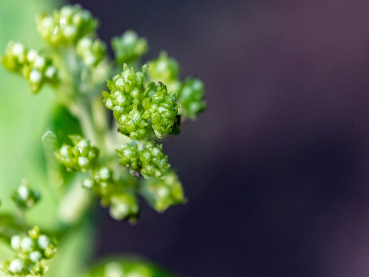 https://www.futurefoodsystems.com.au/wp-content/uploads/2020/11/Broccoli-Fresh-Select-and-CSIRO-have-partnered-to-upcycle-wasted-food_Credit-Paul-Bonner-on-Unsplash_CROP-1200x900.jpg