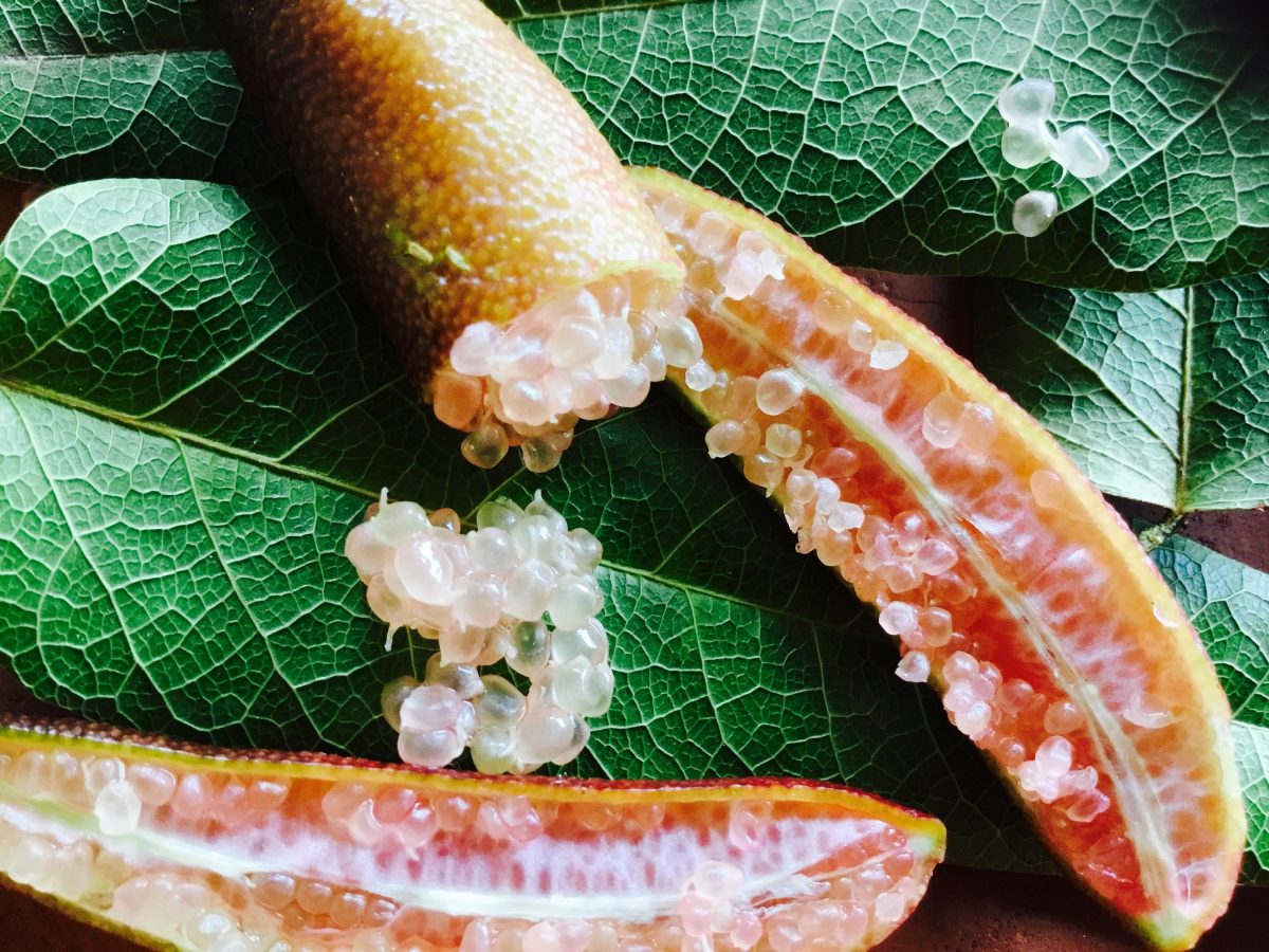 https://www.futurefoodsystems.com.au/wp-content/uploads/2021/01/Indigenous-ingredients-such-as-this-finger-lime-can-attract-high-prices-as-premium-ingredients.-Credit-Shutterstock-1200x900.jpg