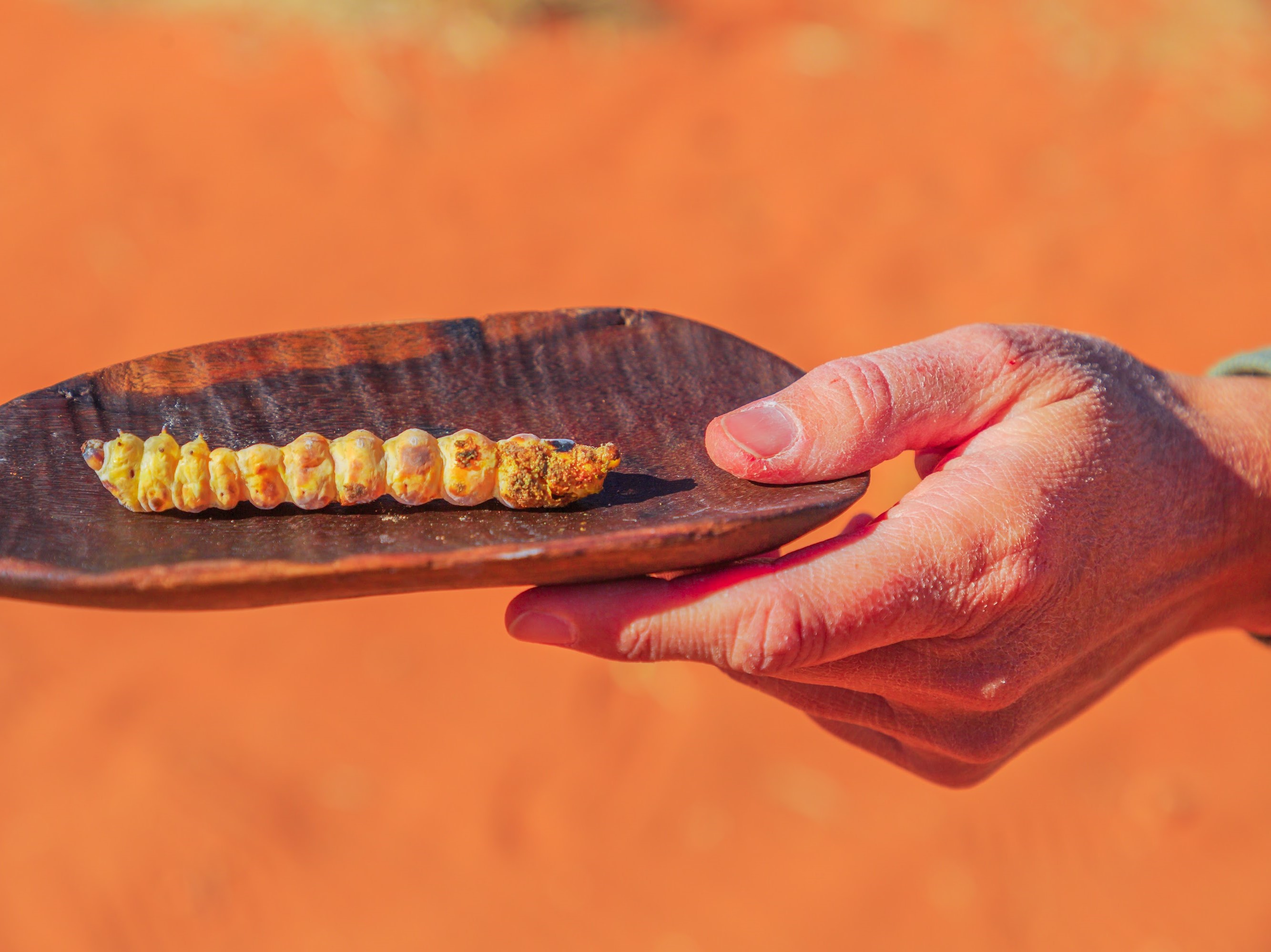 Australia has the potential to become a major player in the billion-dollar global edible insect industry, producing nutritious, sustainable, ethical protein products to bolster global food security, contends a new roadmap by Australia’s national science agency, CSIRO.