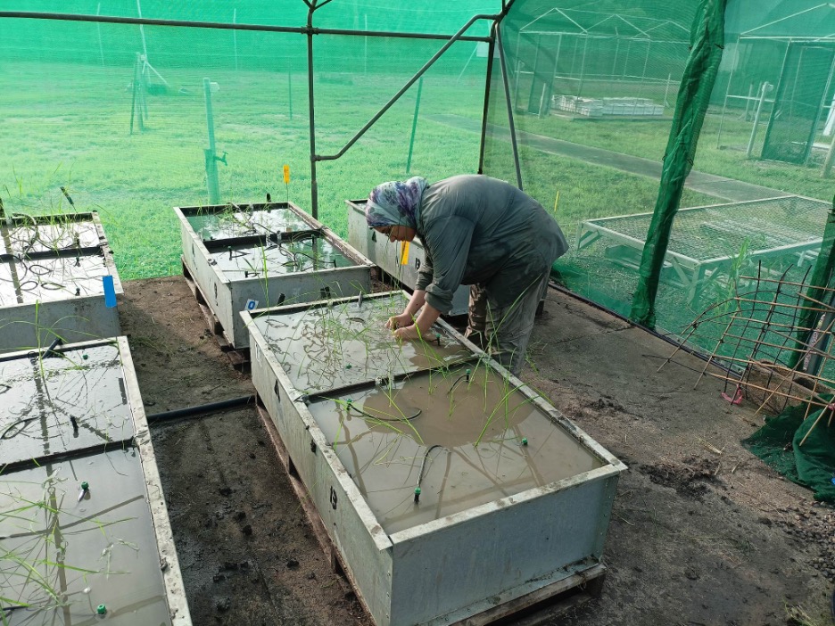 Darwin-based FFS PhD scholar Gehan Abdelghany's research is contributing valuable agronomic information to the FFS-backed ‘Commercialising native rice’ project.