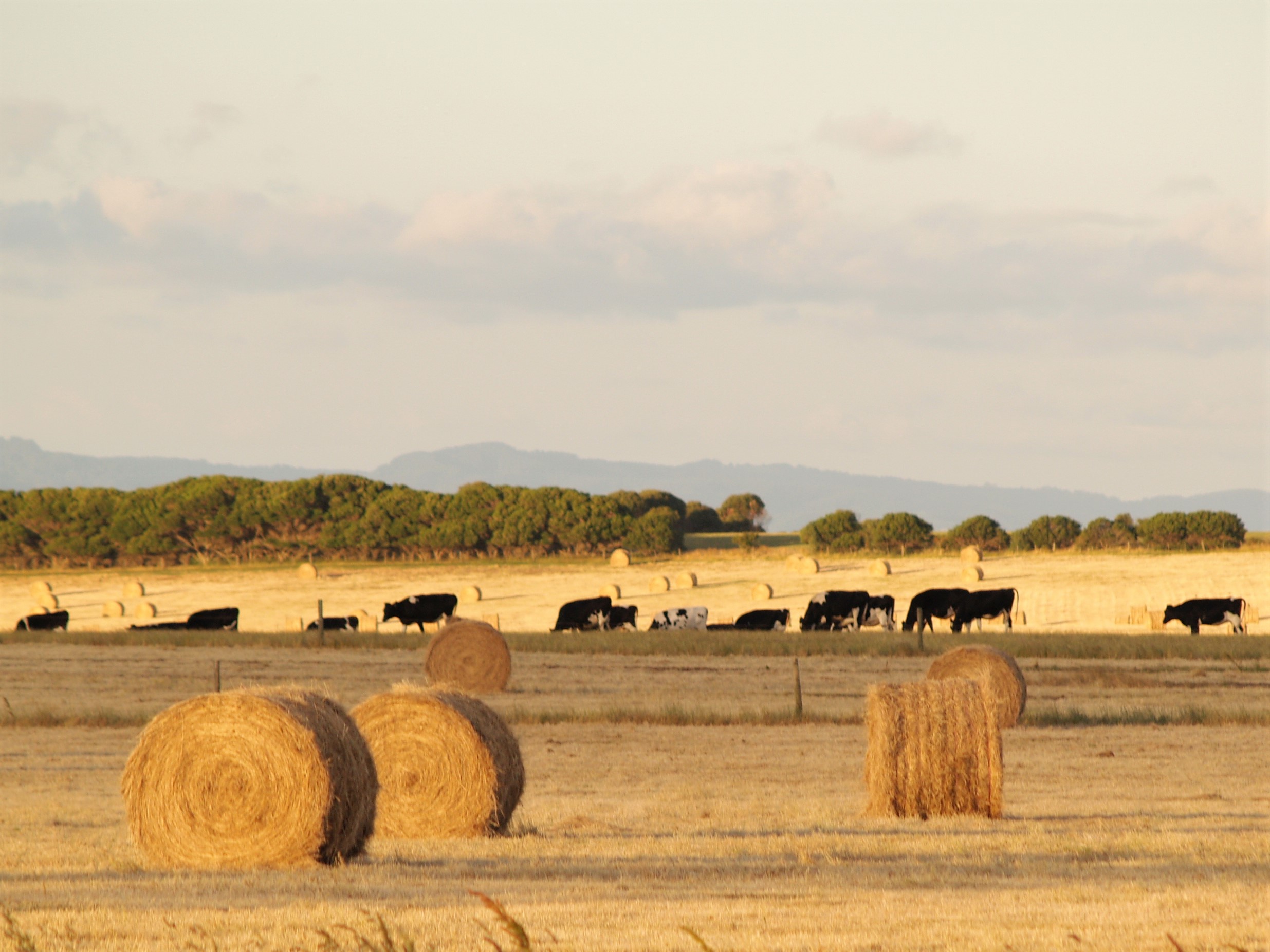 Food & Fibre Gippsland and Federation University have teamed up to help the region's agribusinesses surmount obstacles to commercialisation and economic success. Enter the Challenge for a chance to win six months of mentorship, funding and R&D support.