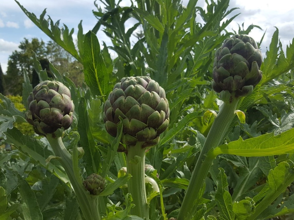 Western Australian globe artichoke producer Mt Lindesay has teamed with researchers at Murdoch University in a project to validate key properties of their artichokes.