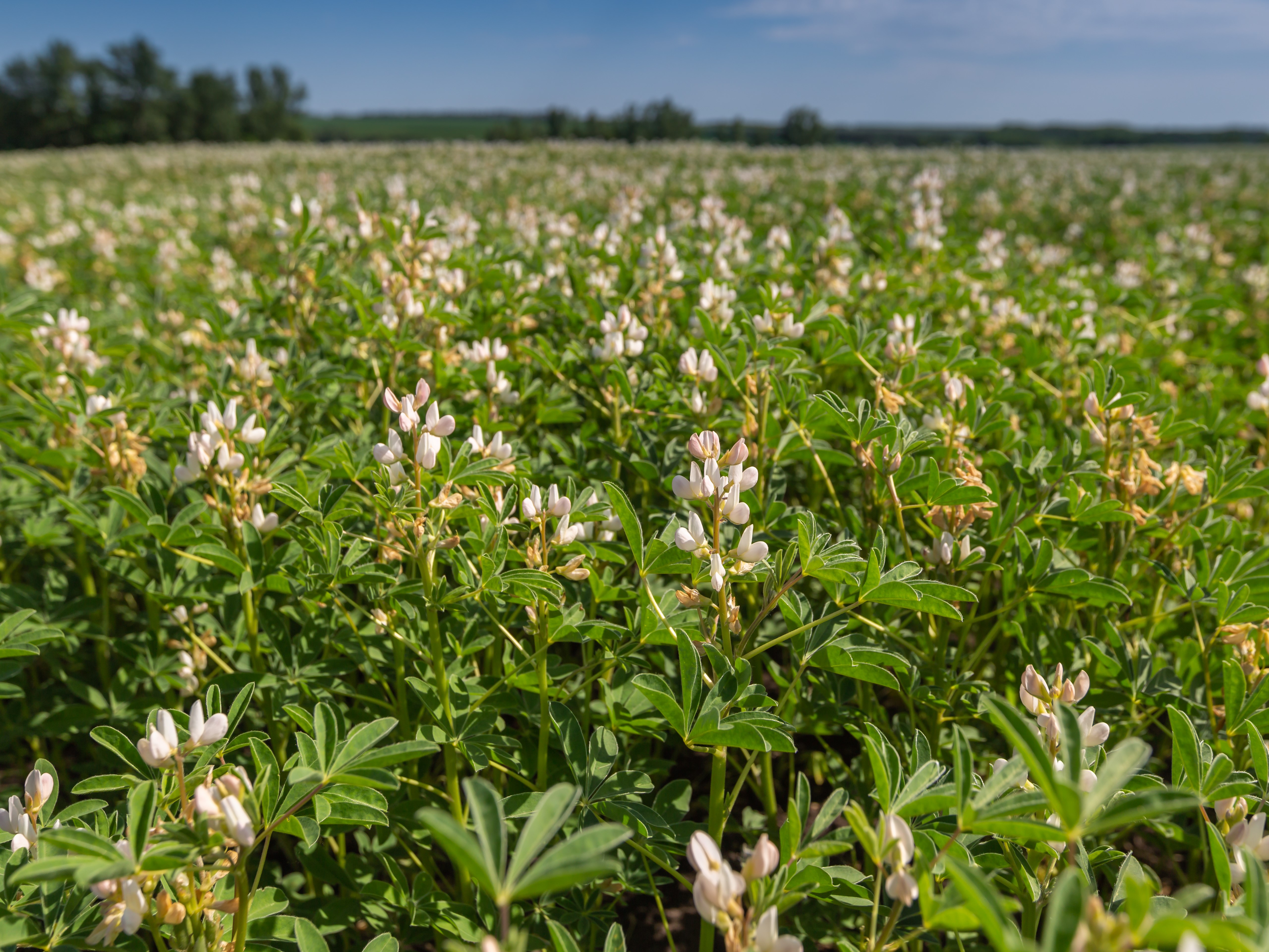 Scientists from Murdoch University and WA DPIRD have published an improved reference genome for narrow-leafed lupins, paving the way to new high-performance varieties of the protein-rich pulse legume.