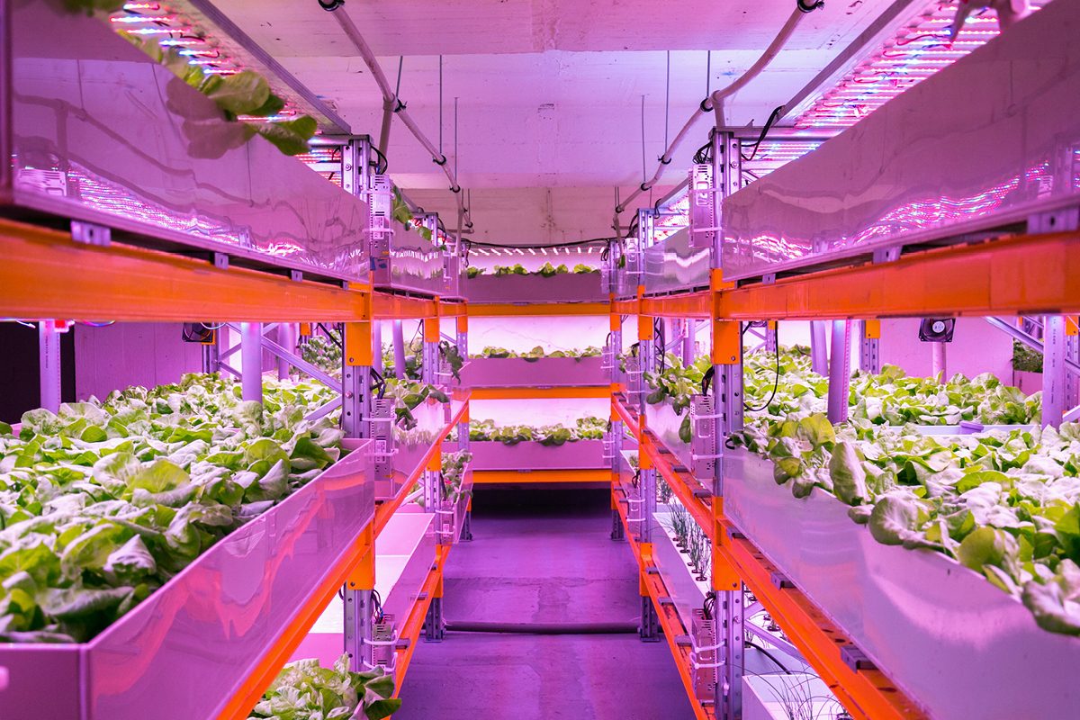 Field analysis of modular vertical growing