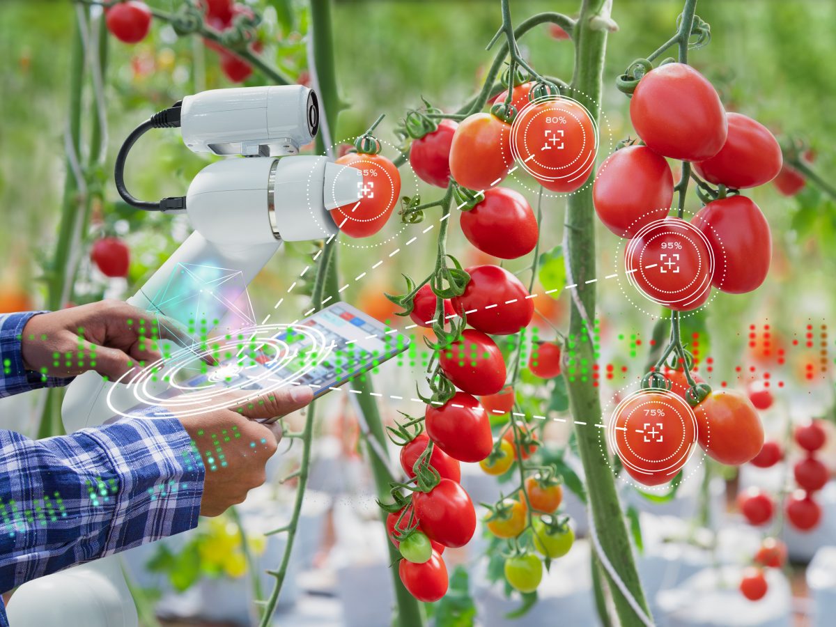 https://www.futurefoodsystems.com.au/wp-content/uploads/2021/04/Credit-Farmer-using-diUsing-a-digital-tablet-controlled-robot-to-harvest-tomatoes-in-a-future-high-tech-indoor-farm.-Credit-Sthutterstock_1235190481_CROP-1200x900.jpg