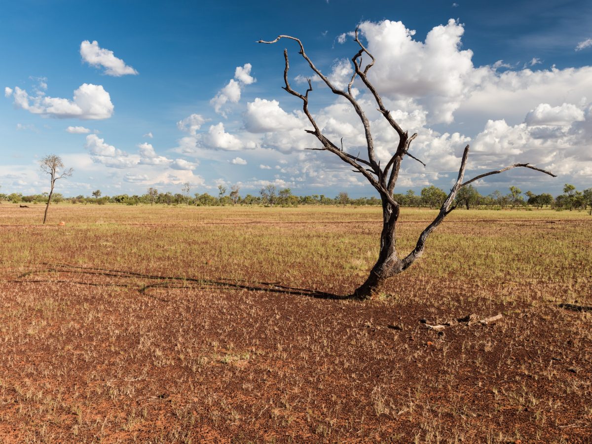 https://www.futurefoodsystems.com.au/wp-content/uploads/2021/04/Lone-tree-Barkly-Highway-Northern-Territory.-Credit-Karel-Cerny-Shutterstock_371407594_CROP-1200x900.jpg