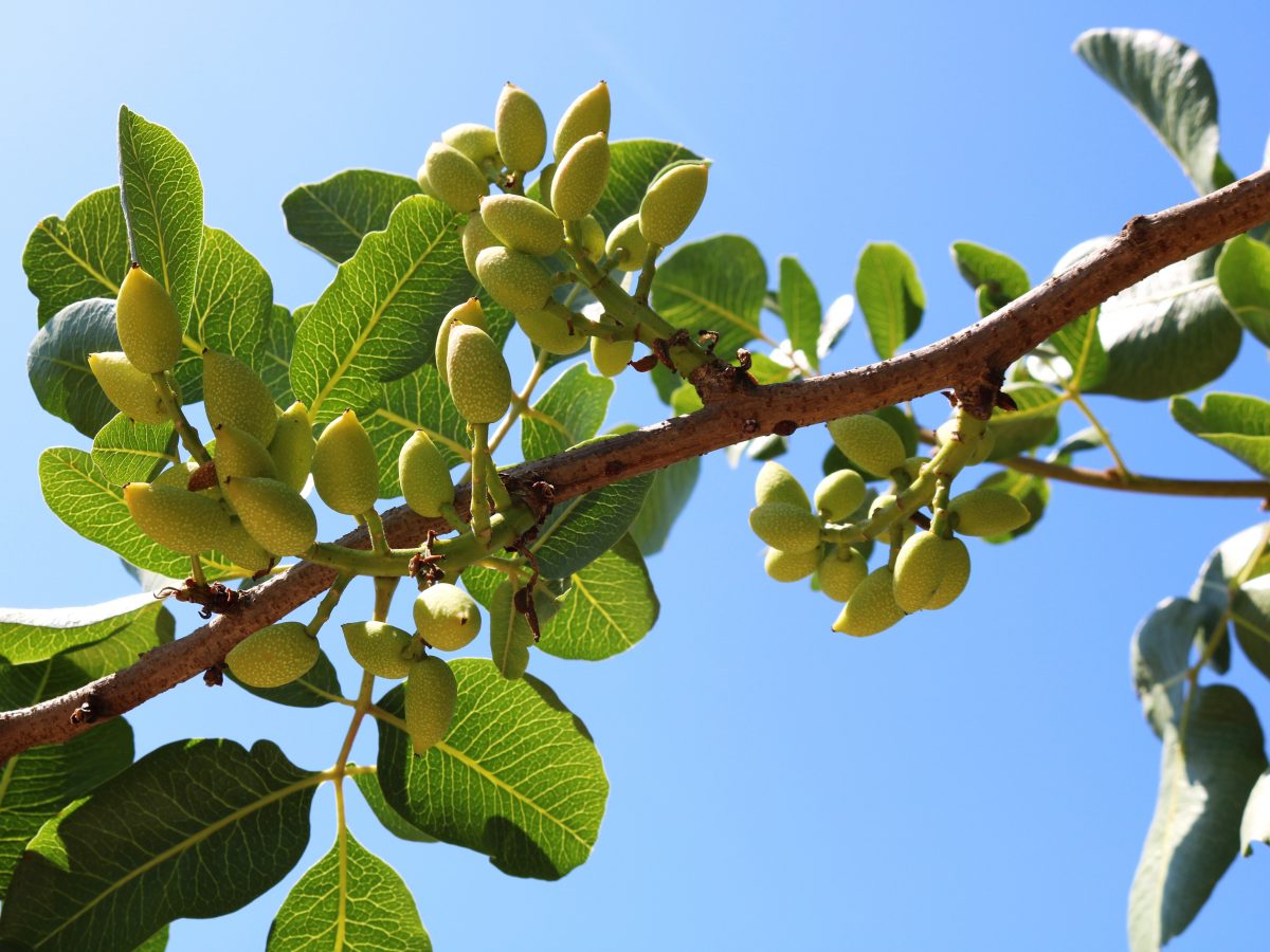 https://www.futurefoodsystems.com.au/wp-content/uploads/2021/04/Pistachios-ripening-on-the-tree.-Credit-Shutterstock_1420811897_CROP-1200x900.jpg