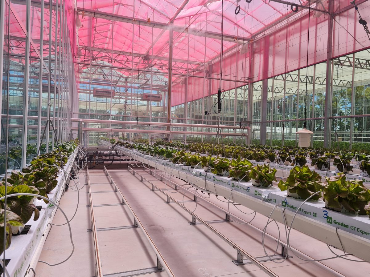 https://www.futurefoodsystems.com.au/wp-content/uploads/2021/04/Selective-light-spectra-emitting-LLEAF-film-RED-installed-above-a-trial-lettuce-plot-in-the-WSU-experimental-glasshouse.-Credit-LLEAF-Pty-Ltd_20210315_134557-1200x900.jpg
