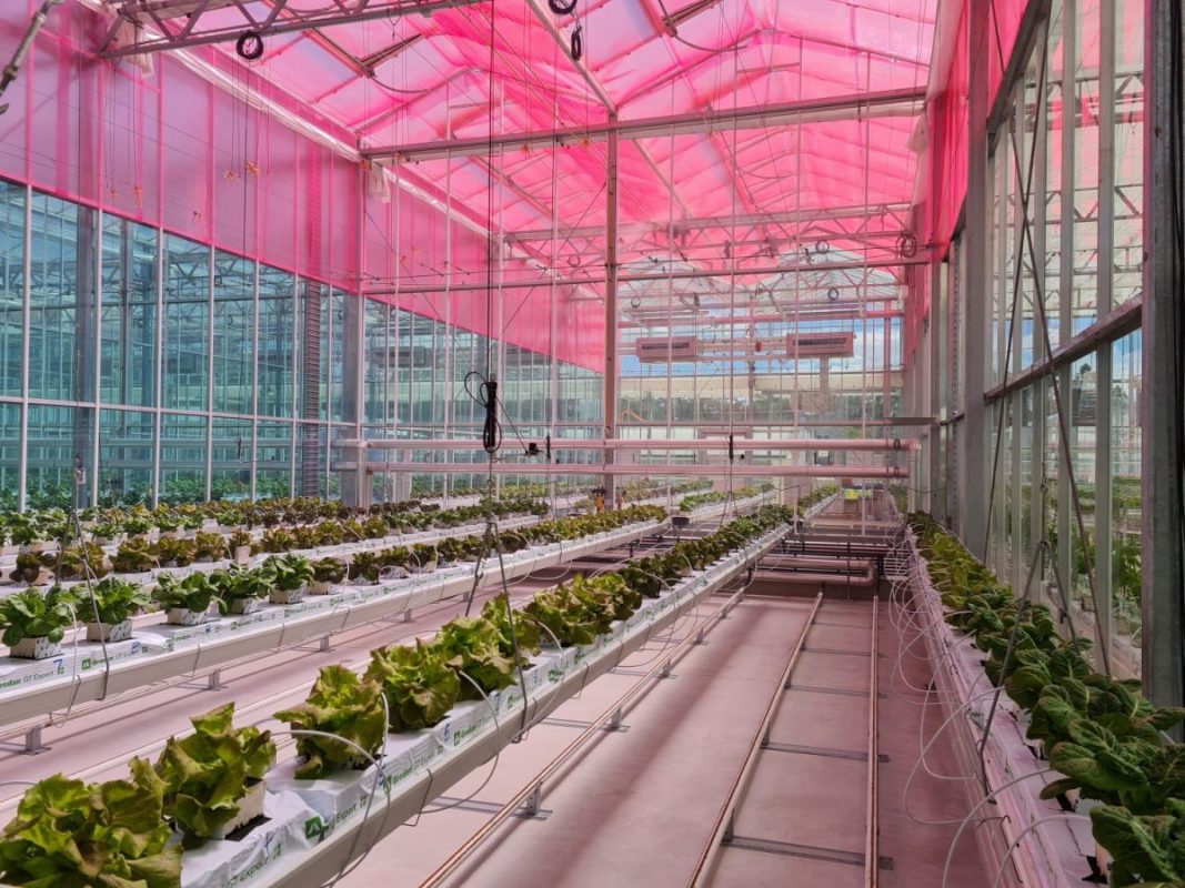 A new CRC project is comparing two novel light-spectra-shifting films on energy-efficiency and crop productivity in greenhouse-grown lettuce.