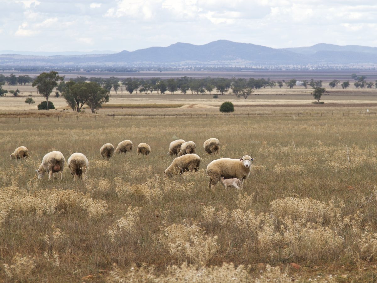 https://www.futurefoodsystems.com.au/wp-content/uploads/2021/04/Sheep-grazing-Namoi-region-of-NSW.-Credit-Jack-Scott-Shutterstock_95370577_CROP-1200x900.jpg