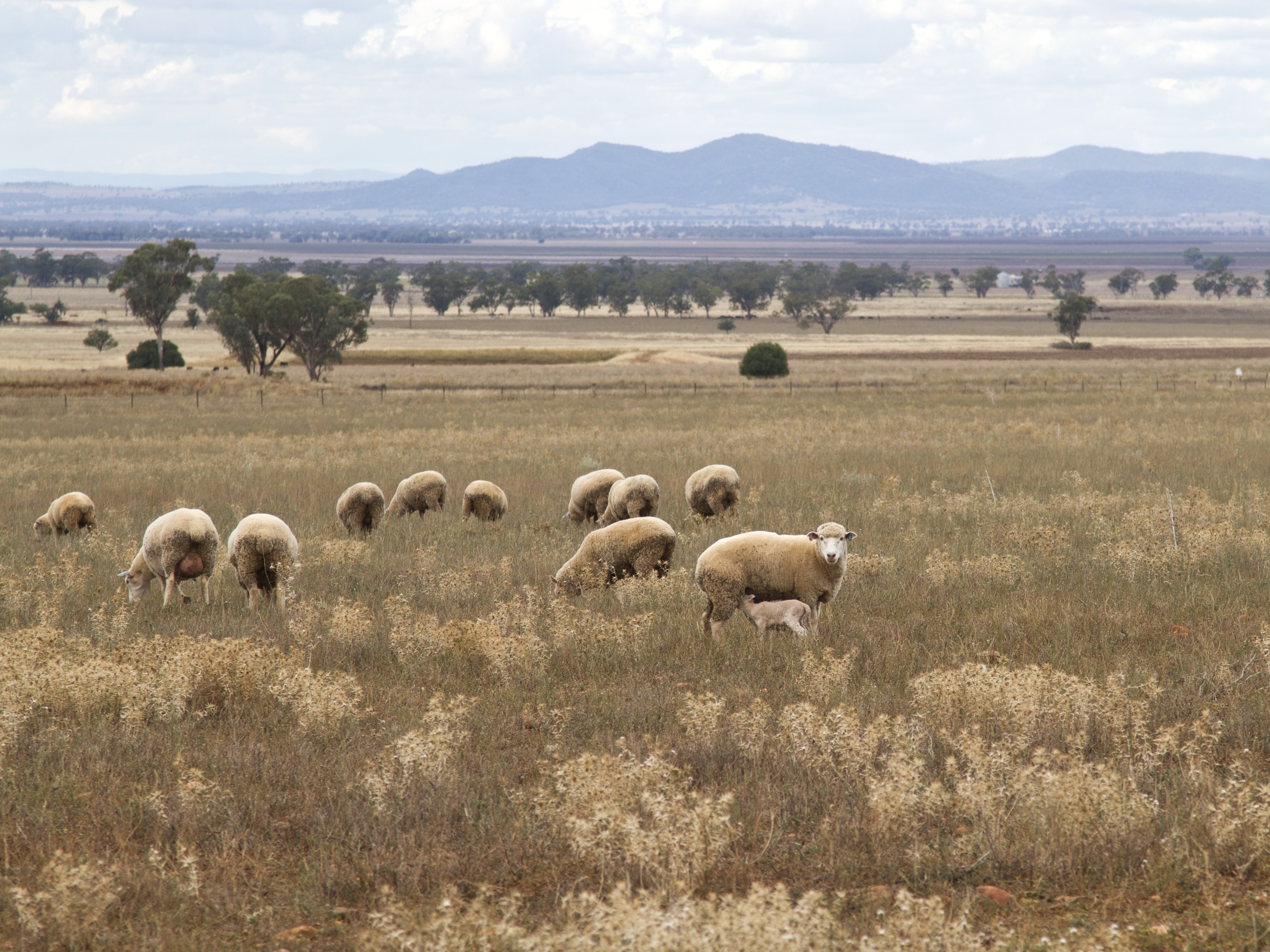 UNSW mapping experts have sought stakeholder feedback on a tool developed to aid agribusiness planning in the Namoi.