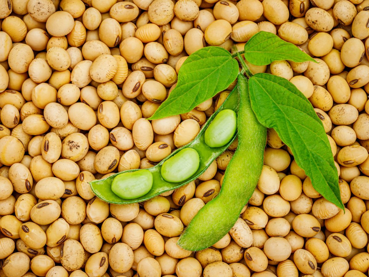 https://www.futurefoodsystems.com.au/wp-content/uploads/2021/04/Soybeans.-Credit-N-Nattalli-Shutterstock_1467898517_CROP-1200x900.jpg