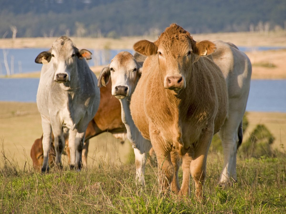 https://www.futurefoodsystems.com.au/wp-content/uploads/2021/05/Beef-cattle-Sunshine-Coast-Queensland.-Credit-Shutterstock_15366847_CROP-1200x900.jpg