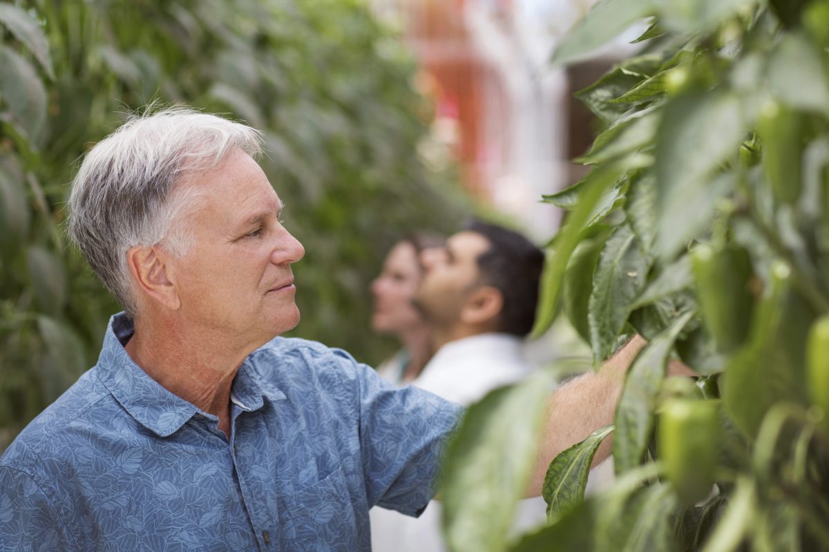 Protected Cropping Research Shoot - Hawkesbury - Smart Glass and LLEAF film: trialling novel spectra-shifting tech to boost energy-efficiency, crop growth and yield under cover