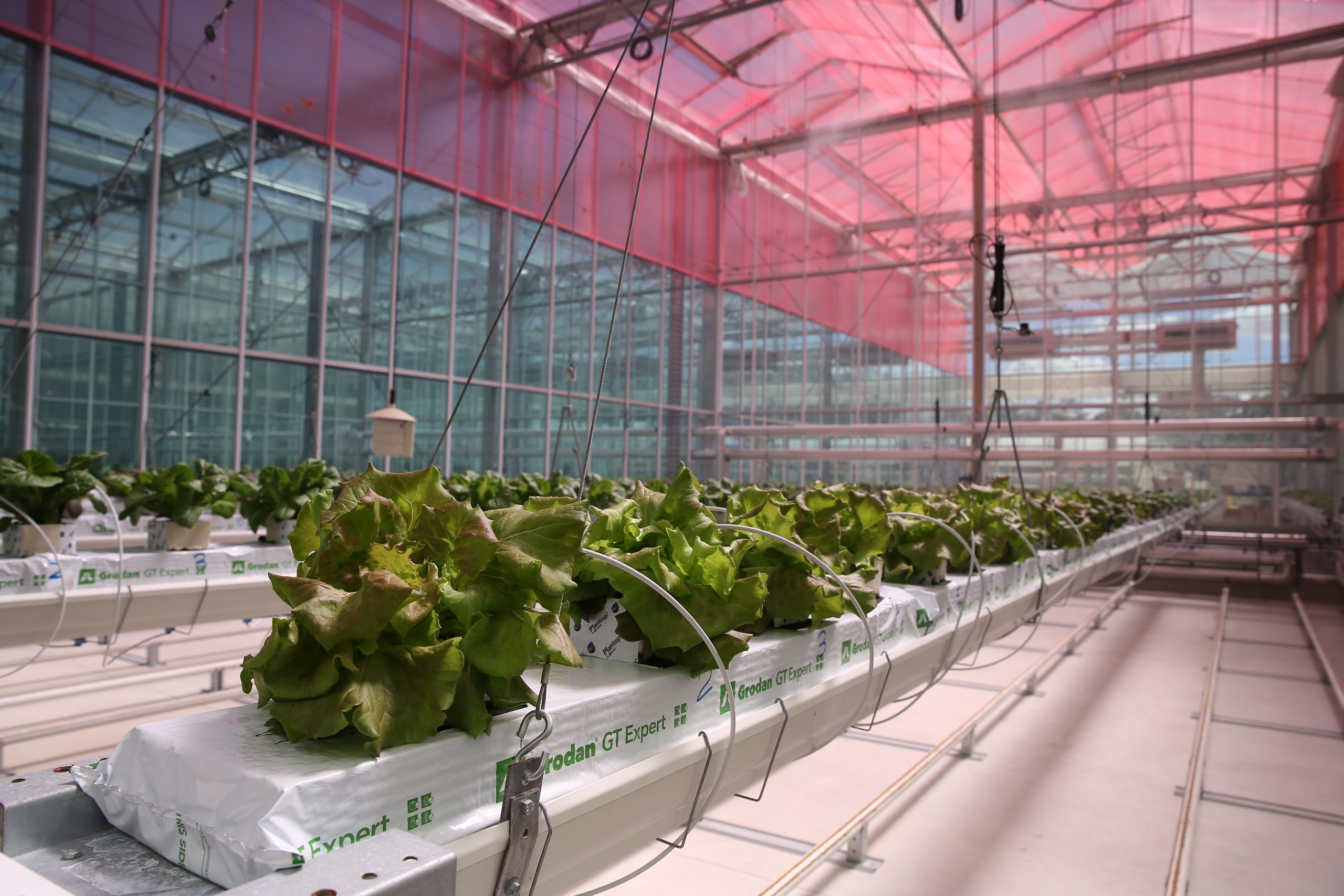 Smart glass film impacts on energy use and productivity in greenhouse lettuce