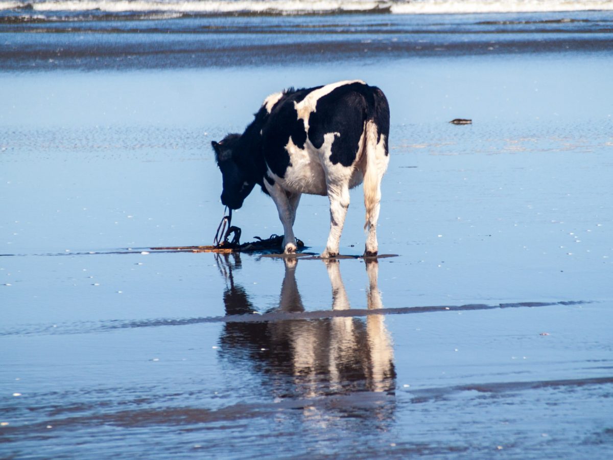 https://www.futurefoodsystems.com.au/wp-content/uploads/2021/06/Cows-eating-seaweed-is-not-a-new-thing-they-do-it-naturally-as-evidenced-by-this-cow-on-Chiloe-beach-in-Chile.-Credit-Shutterstock_1222669864_CROP-1200x900.jpg