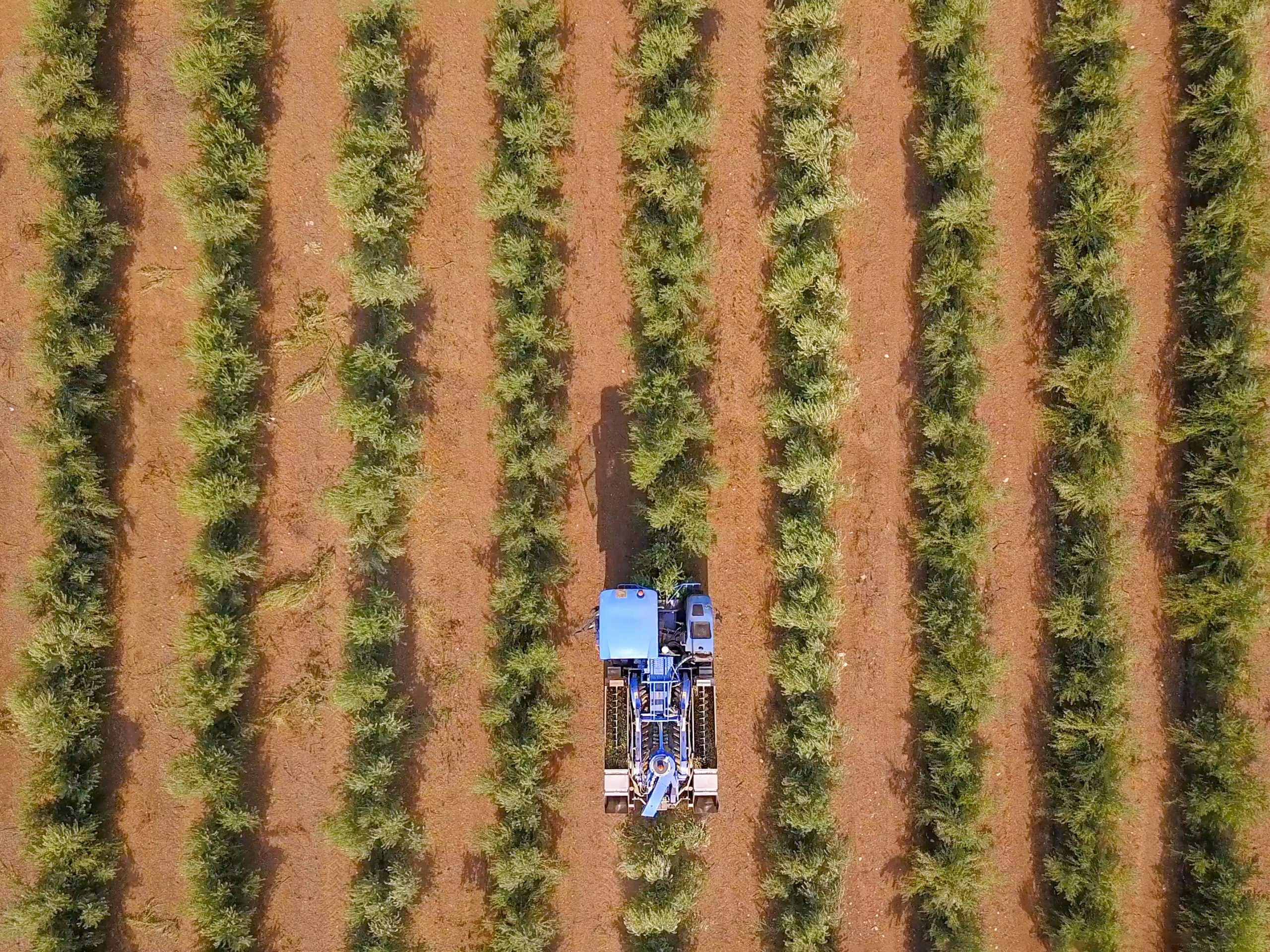 University of New England researchers are working with Hort Innovation, NSW DPI and the Australian Olive Association to develop tools that improve yield forecasts, reduce water use and aid disease control and risk management.